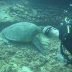 Close encounter with a sea turtle