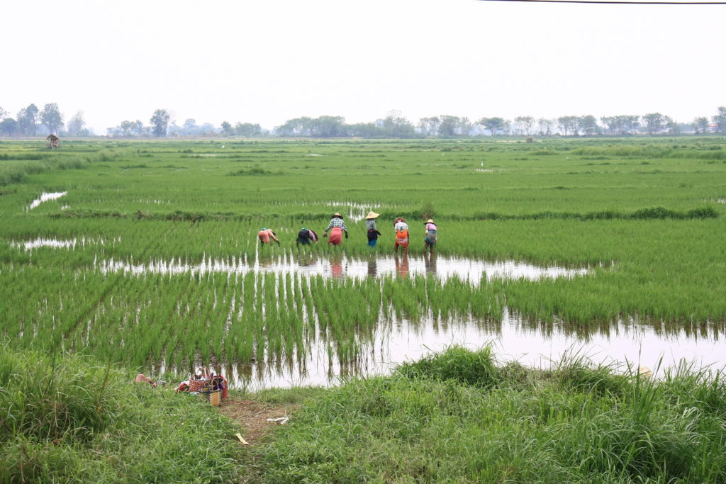 Paysans dans une rizière, Lac Inle, Myanamar