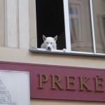 This dog was watching passers by in the Vilnius old town.