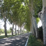 A road bordered by planes in southern France.