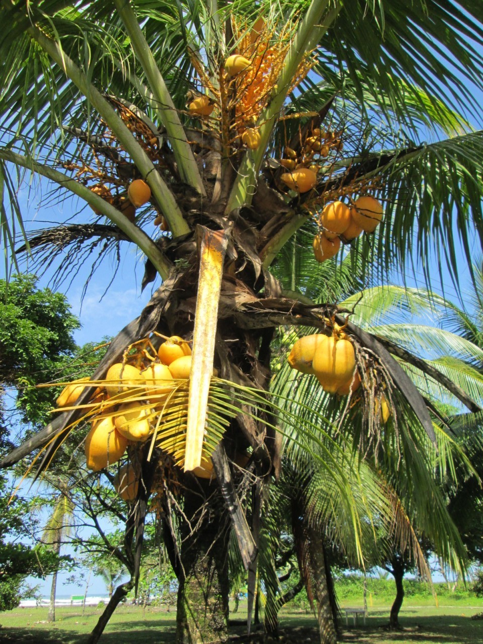 Nuts for coconuts, the amazing ways of consuming this exotic fruit ...