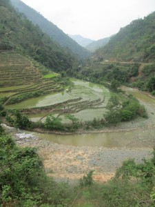 Rice paddies