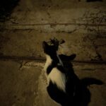 El gatito y la arana