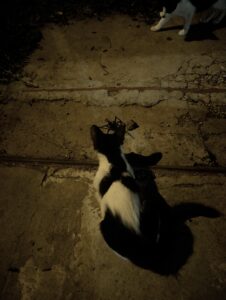 PXL_20260219_004100177~2